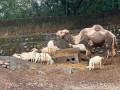 LINE_ALBUM_20221125五年級六福村戶外教育_230422_22