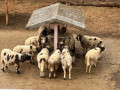LINE_ALBUM_20221125五年級六福村戶外教育_230422_25