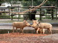 LINE_ALBUM_20221125五年級六福村戶外教育_230422_29