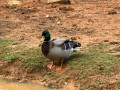 LINE_ALBUM_20221125五年級六福村戶外教育_230422_41