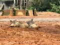 LINE_ALBUM_20221125五年級六福村戶外教育_230422_43