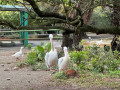 LINE_ALBUM_20221125五年級六福村戶外教育_230422_44
