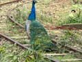 LINE_ALBUM_20221125五年級六福村戶外教育_230422_46