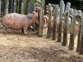LINE_ALBUM_20221125五年級六福村戶外教育_230422_47