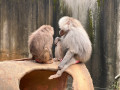 LINE_ALBUM_20221125五年級六福村戶外教育_230422_62
