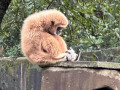 LINE_ALBUM_20221125五年級六福村戶外教育_230422_65