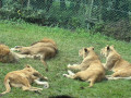 LINE_ALBUM_20221125五年級六福村戶外教育_230422_72