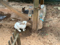 LINE_ALBUM_20221118四年級埔心牧場戶外教育_230422_58
